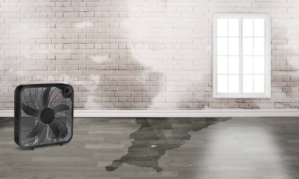 Best Water damage restoration near me  in Bernalillo, NM