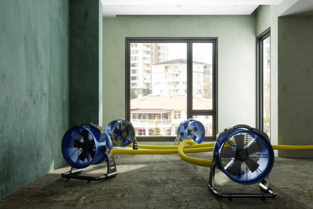 Best Local water damage restoration  in Bernalillo, NM